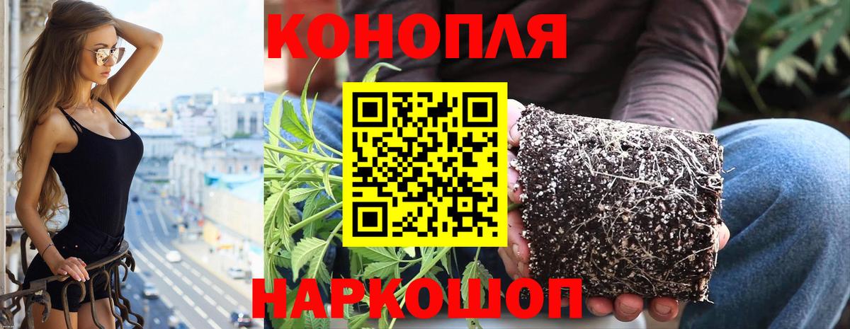 Конопля AK-47  Конопля конопля  Кизилюрт  Вход с VPN  Марихуана THC 21%  Каннабис Bruce Banner 
